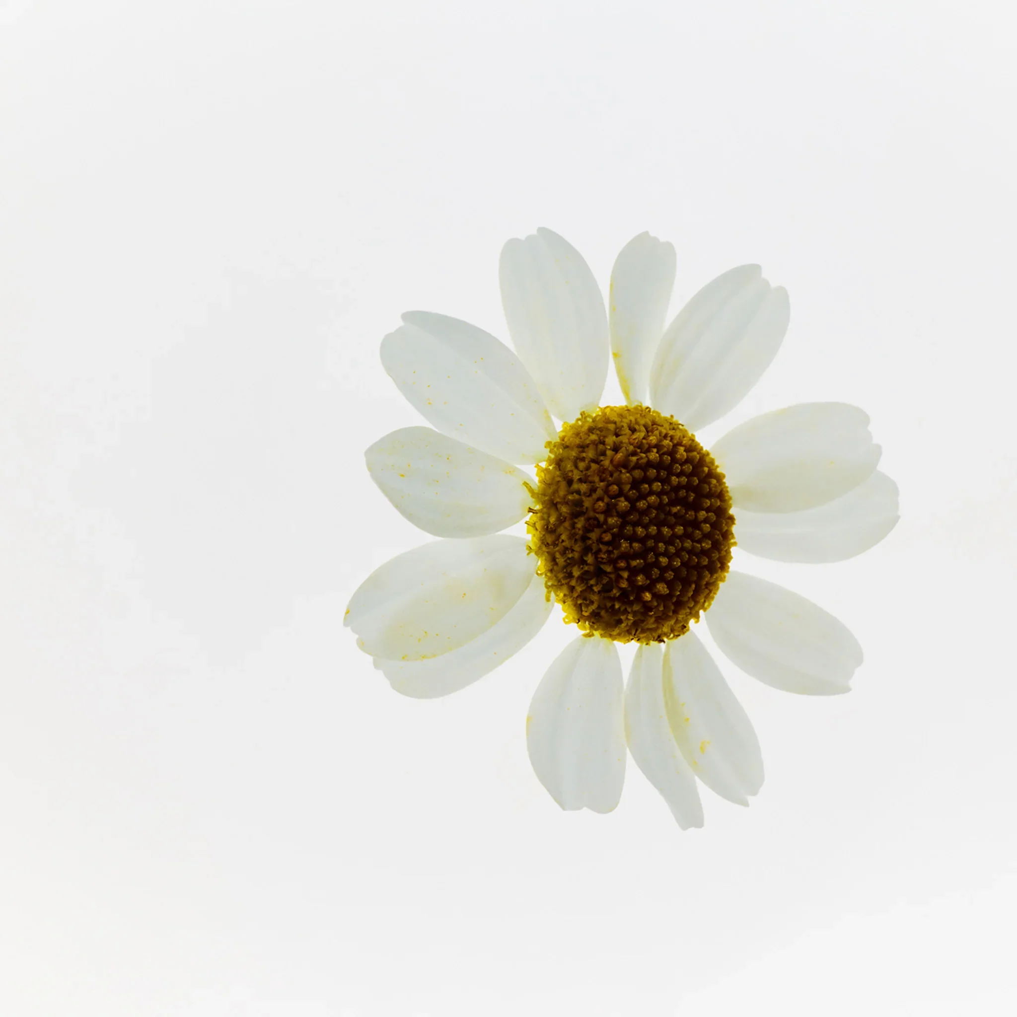 Camomile Sumptuous Cleansing Butter - Image 8